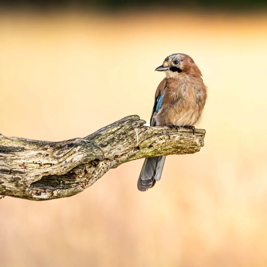 Wildlife Photography Workshop at WWT London Wetland Centre