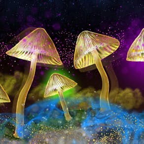 The Science of Psychedelics with Dr Chris Timmermann