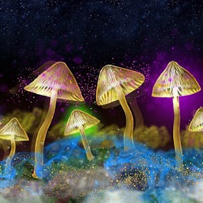 The Science of Psychedelics with Dr Chris Timmermann