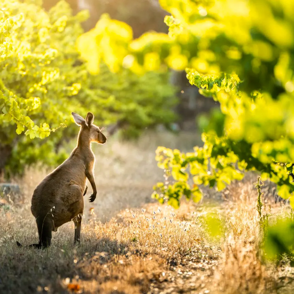 World of Wine: Explore Australia and New Zealand! at Reading Biscuit Factory