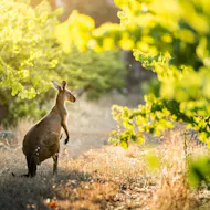 World of Wine: Explore Australia and New Zealand! at Reading Biscuit Factory