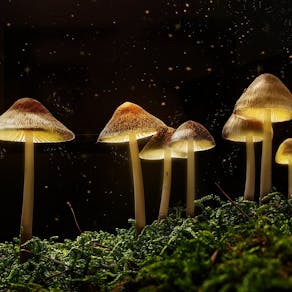 The Science of Magic Mushrooms with Dr Maria Balaet