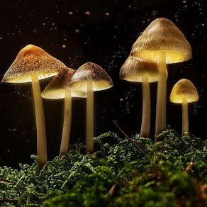 The Science of Magic Mushrooms with Dr David Luke