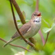 Spring Birdsong Walks at WWT London Wetland Centre