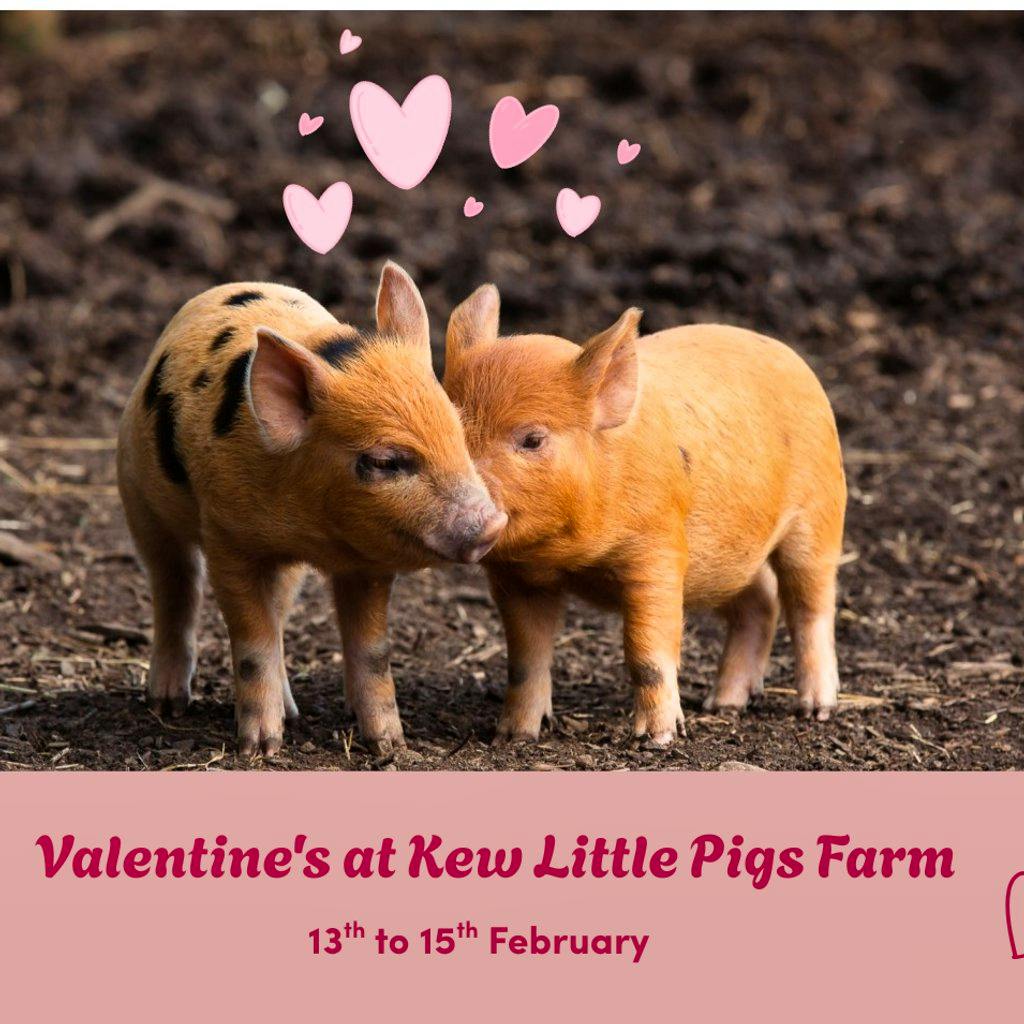 Valentines on the Farm at Kew Little Pigs Farm Ltd