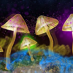 The Science of Psychedelics with Dr David Luke