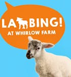 Lambing 2024 - Sponsored by The Gripple Foundation 9th April