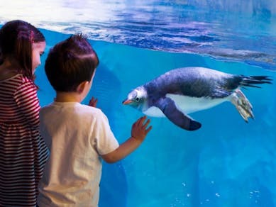 Sea Life London Aquarium - 2 Way Multi Attraction Passes