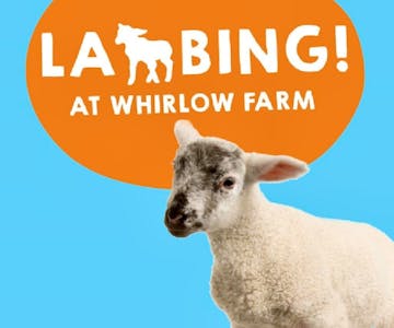 Lambing 2024 - Sponsored by The Gripple Foundation 10th April