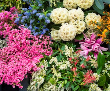 Cornwall Garden Society 2024 Spring Flower Show