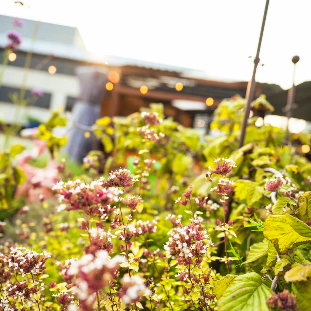 Saturday 23rd May - Closed to the general public at Jacobs Roof Garden