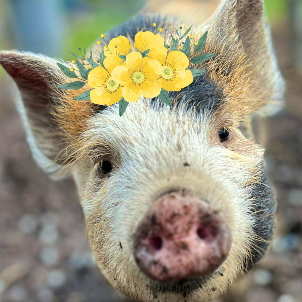 Easter Eggstravaganza at Kew Little Pigs Farm Ltd