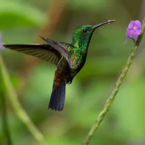 Wildlife of the World Photography Exhibition