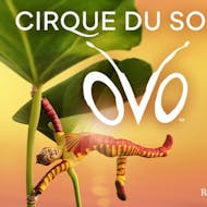 Cirque Du Soleil: Ovo at The Royal Albert Hall