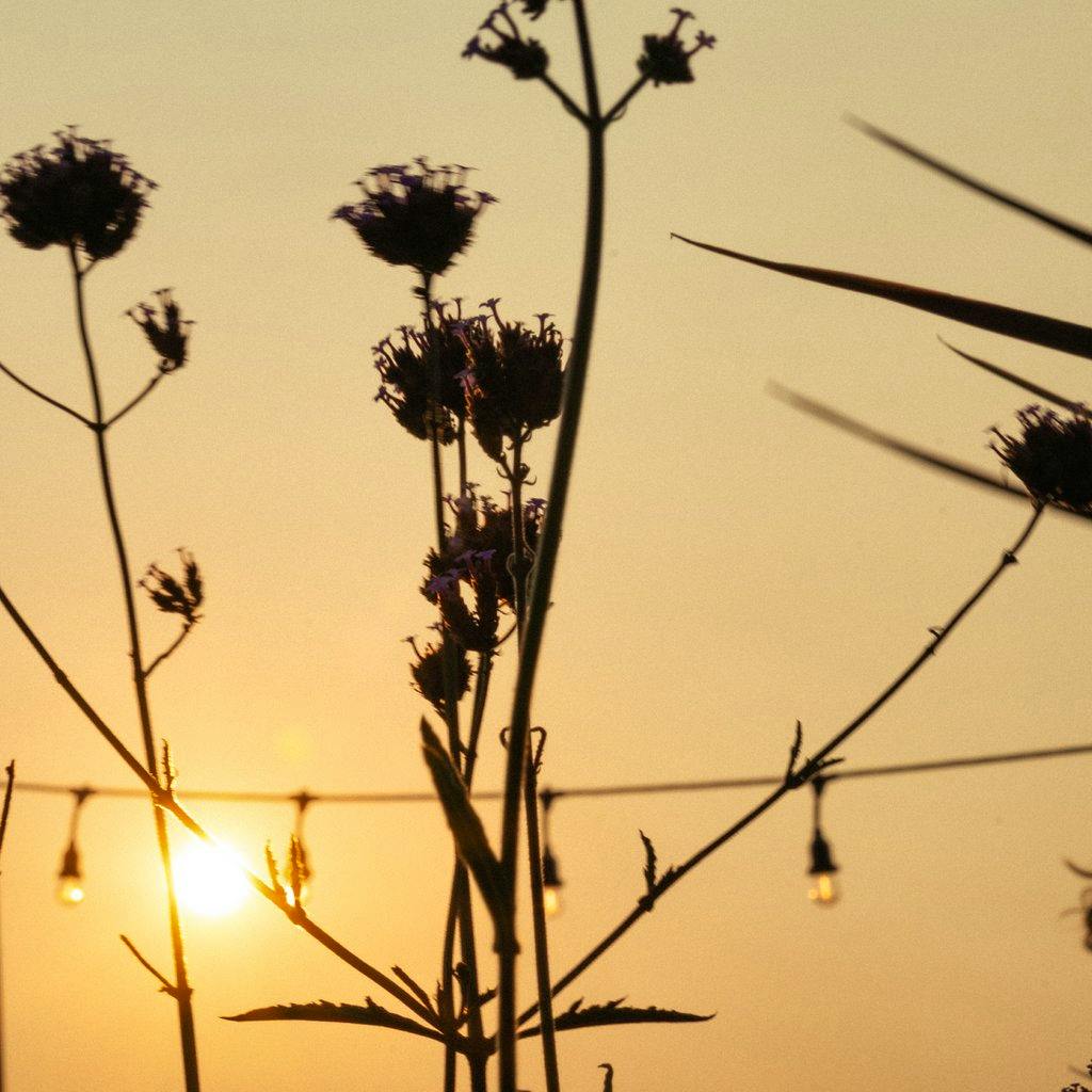 Saturday 16th May - Closed to the general public at Jacobs Roof Garden