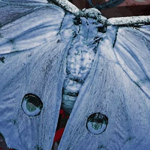 The Moth by Paul Herzberg