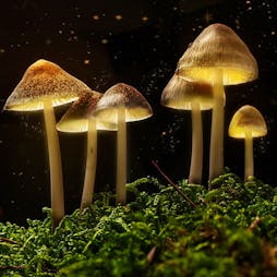 The Science of Magic Mushrooms with Dr. Chris Timmermann Tickets | Genesis Cinema London  | Tue 7th March 2023 Lineup