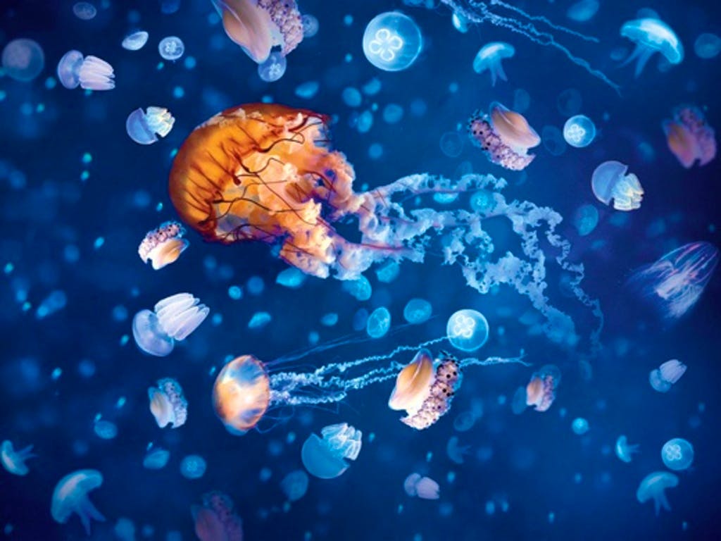 Sea Life + Legoland Discovery Centre Birmingham + Cadbury World at Sea Life 