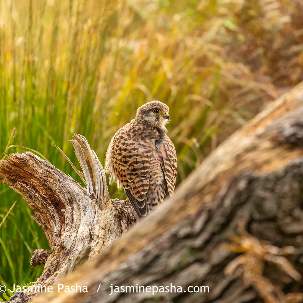 Creative Nature and Wildlife Photography Workshop at WWT London Wetland Centre