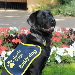 In aid of guide dogs for the blind