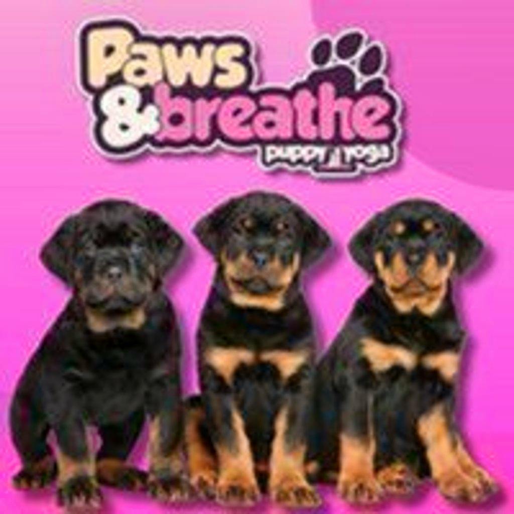 Puppy yoga Birmingham at Malacuna Birmingham