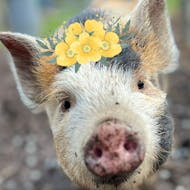 Easter Eggstravaganza at Kew Little Pigs Farm Ltd