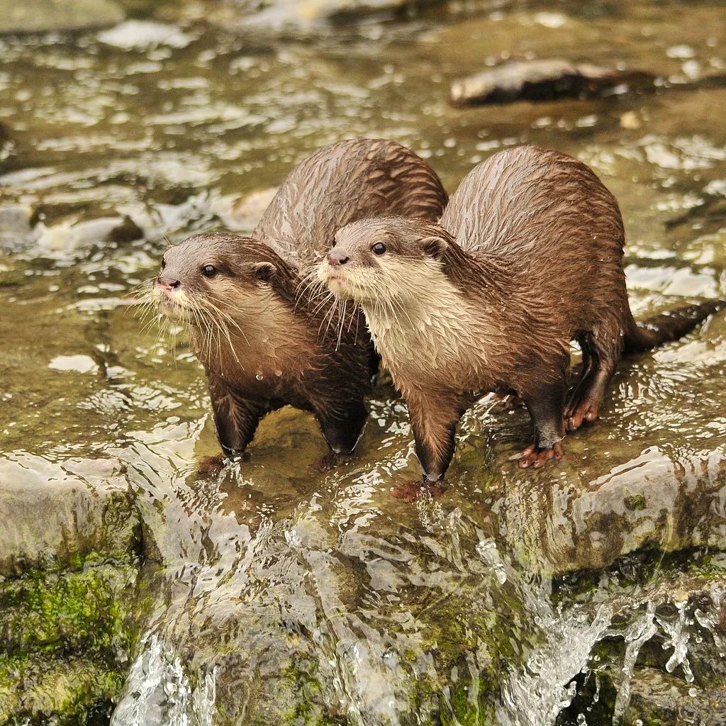 Audio Described Tour at WWT London Wetland Centre