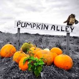 Reviews: Pumpkin Alley Pick Your Own | Poplar Farm Ormskirk  | Mon 18th October 2021