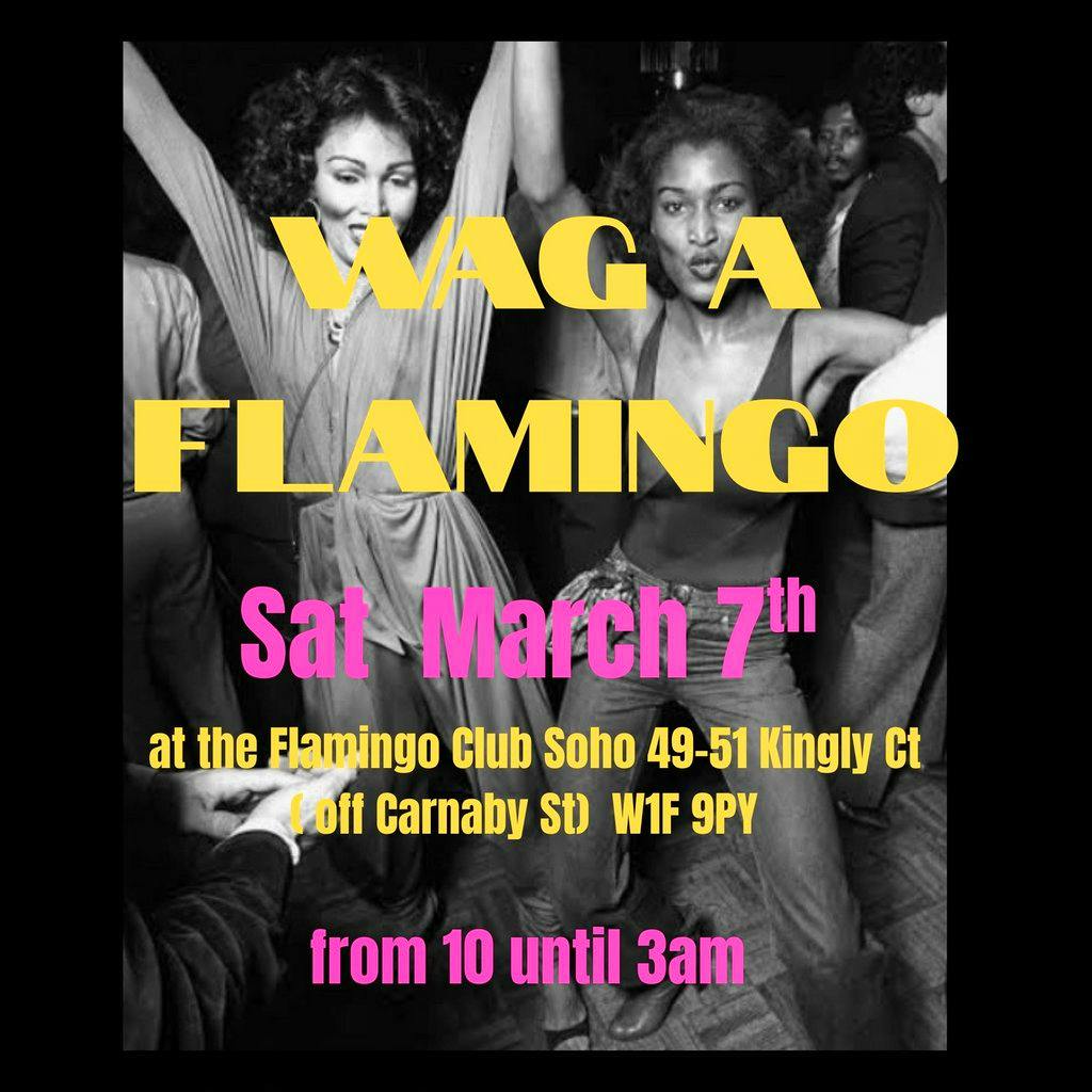 Wag a Flamingo at Flamingo Club