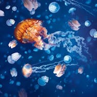 Sea Life & Legoland Discovery Centre Birmingham & Warwick Castle & Cadbury World at Sea Life