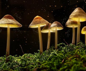 The Science of Magic Mushrooms with Dr Chris Timmermann