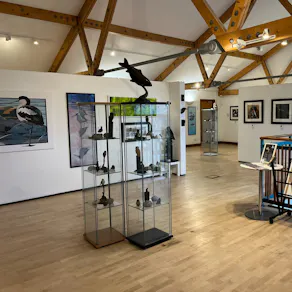 Tracy Newman: Wetland Wildlife Art Exhibition