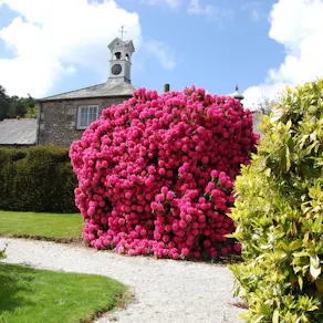 Explore Trevince Gardens