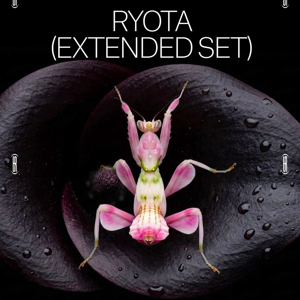 Amber's Presents: Ryota (Extended Set) at Amber's