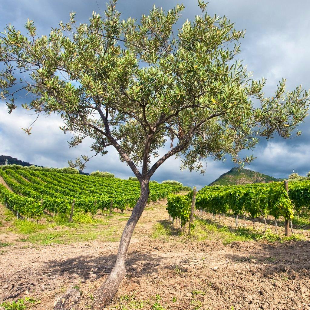 Discover Southern Italy! at Reading Biscuit Factory