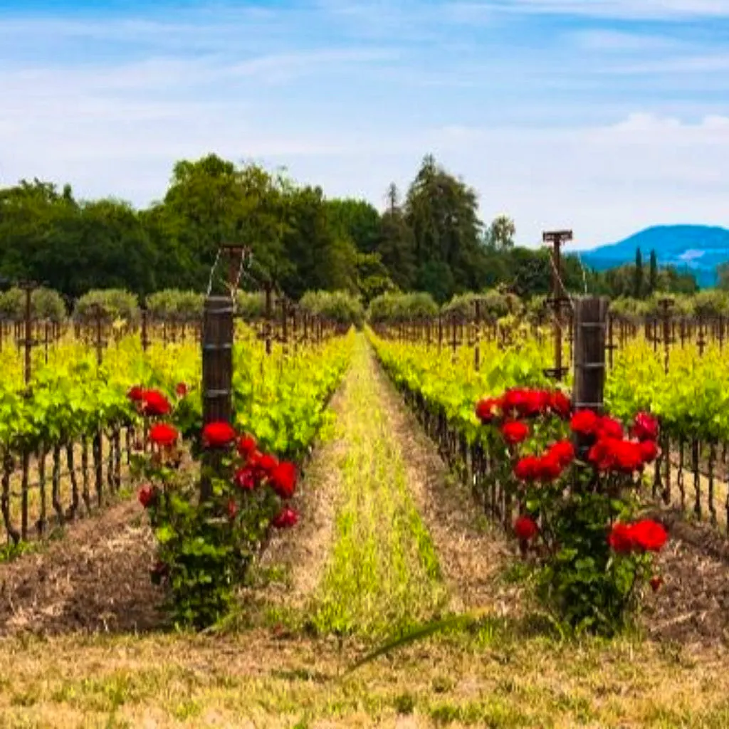 ABC - California Wine Tasting at Reading Biscuit Factory