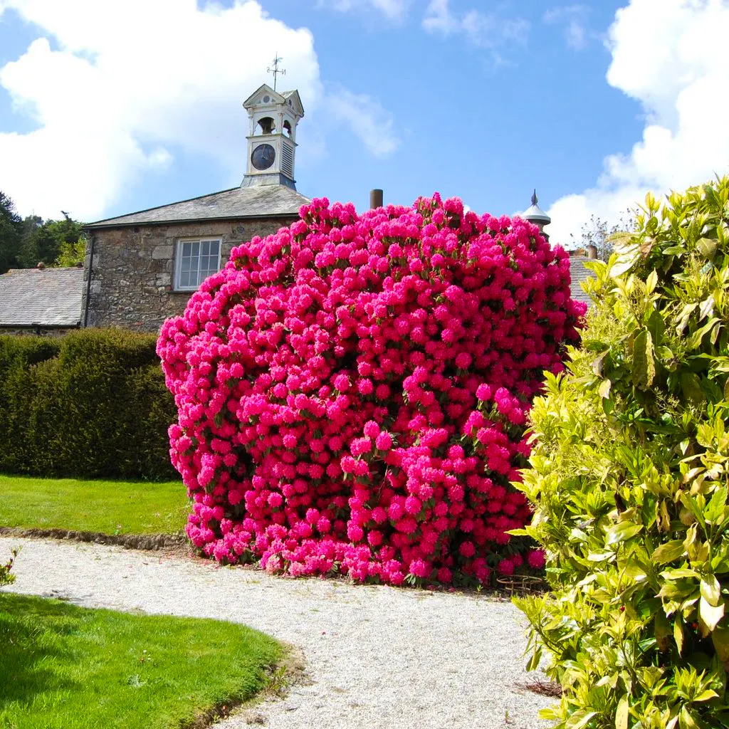 Explore Trevince Gardens at Trevince