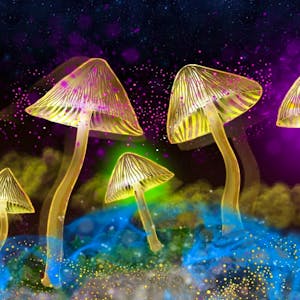 The Science of Psychedelics with Dr David Luke