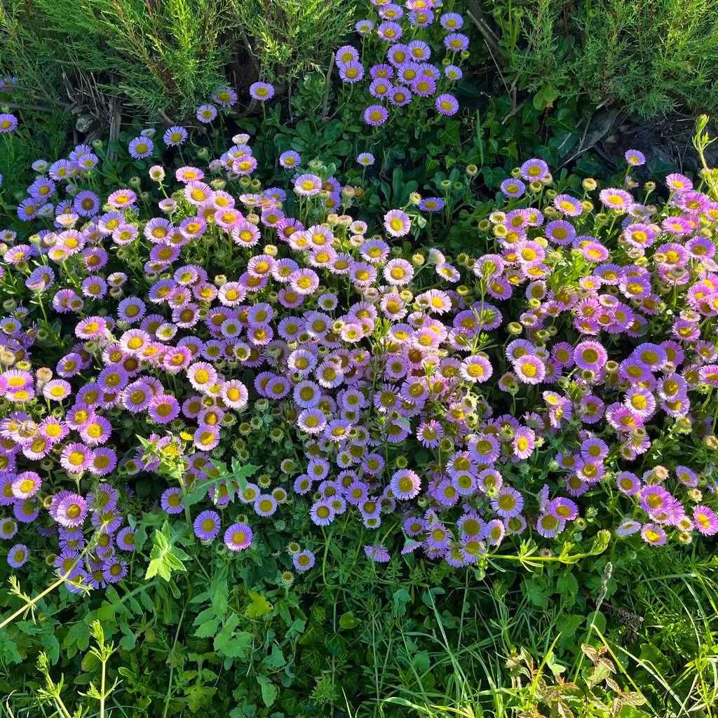 Conscious Connected Breathwork with Lyndsey & Anna at The Wild Box