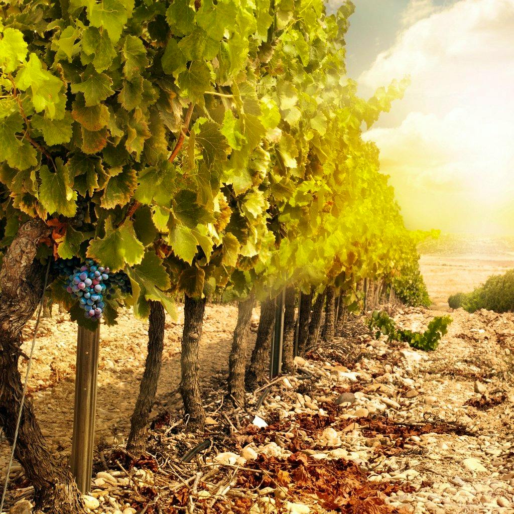 Syrah VS Shiraz! at Reading Biscuit Factory