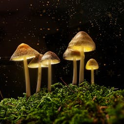 The Science of Magic Mushrooms with Dr. David Luke Tickets | The Glee Club Cardiff  | Sun 27th November 2022 Lineup
