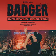 Badger In the Wild at The Volks