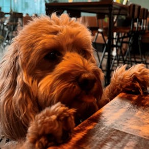 Doggy brunch at Nova Scotia