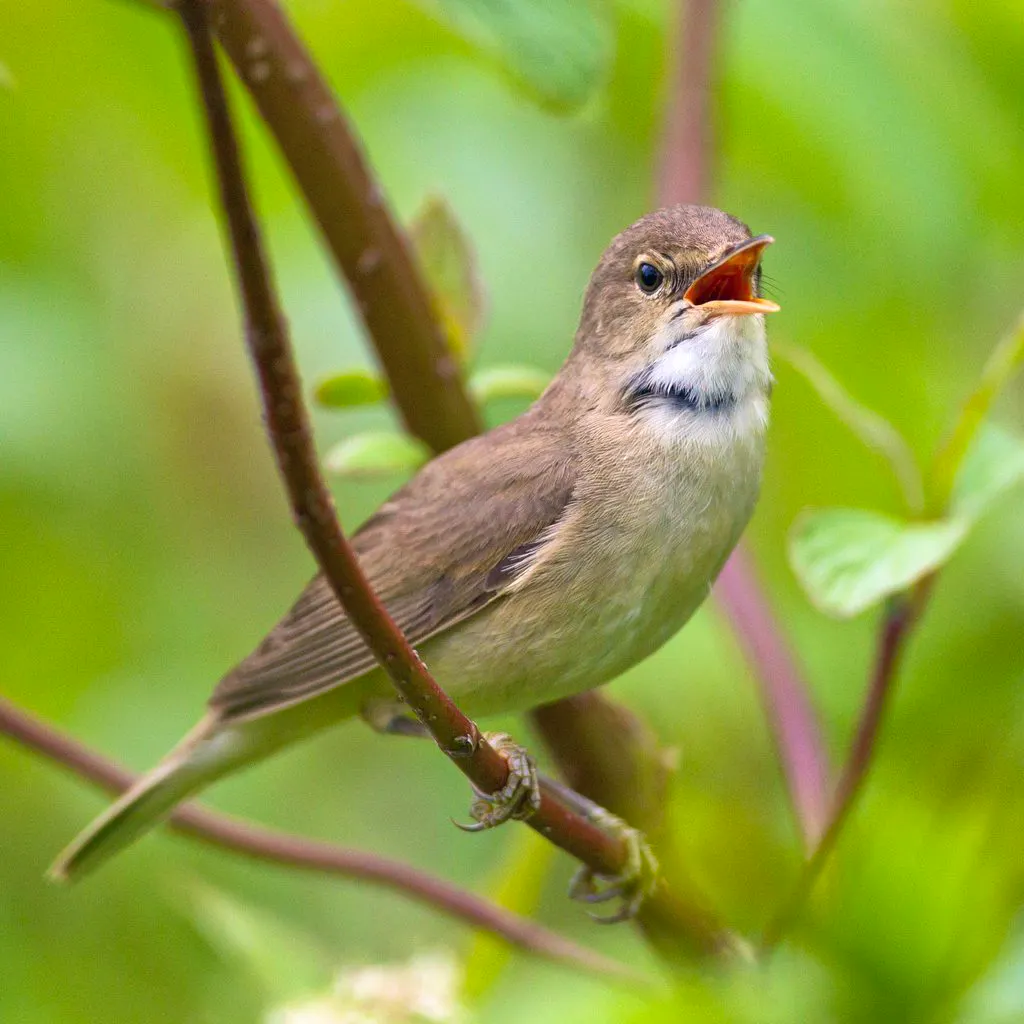 Spring Birdsong Walk at WWT London Wetland Centre