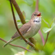 Spring Birdsong Walk at WWT London Wetland Centre