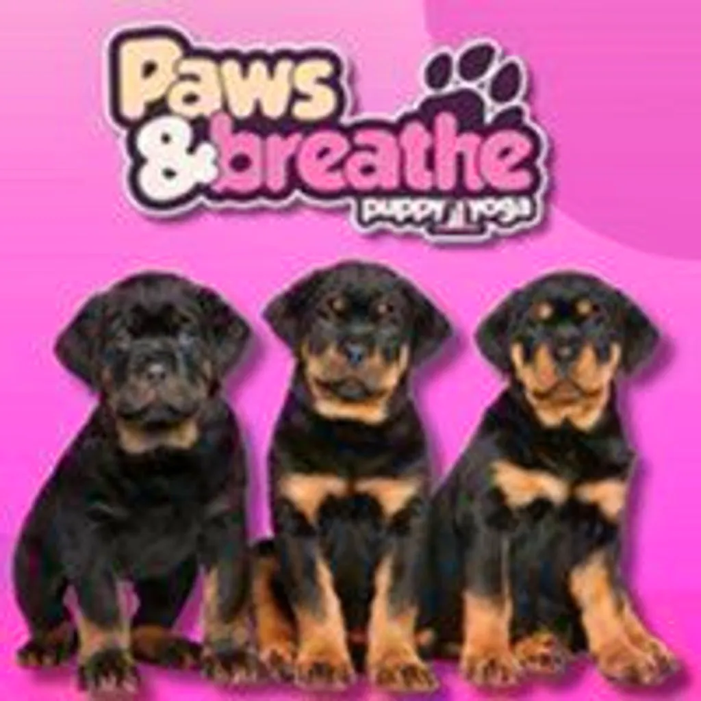 Puppy yoga Birmingham at Malacuna Birmingham